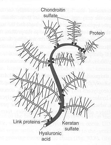 gangliozidy, glykolipidy, sulfatidy proteglykán - glykozaminoglykán chondroitínsulfát dermatánsulfát -H 2 O