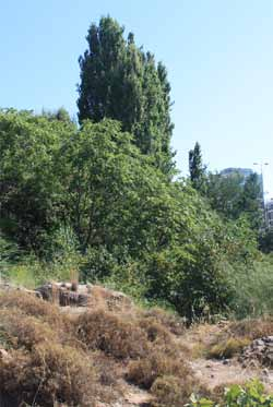 alba) Λεύκα (Populus