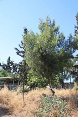 sempervirens και