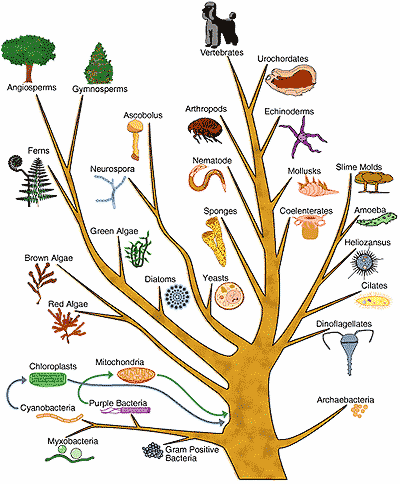 Εικόνα 6.2: Ένα φυλογενετικό δέντρο όλων των σύγχρονων ομάδων οργανισμών (πηγή: http://commons.wikimedia.org/wiki/file:phylogenetic_tree_of_life.png) Εικόνα 6.