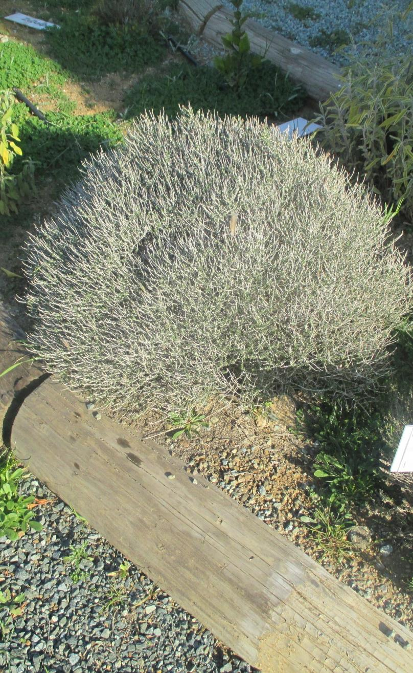 Θυμάρι Επιστημονική ονομασία: Thymus vulgaris Περιγραφή: Θάμνος μικρού ύψους (ως 30 εκατοστά), με όρθιους βλαστούς, εξαιρετικά ανθεκτικός και αναδύει πολύ ευχάριστο άρωμα.
