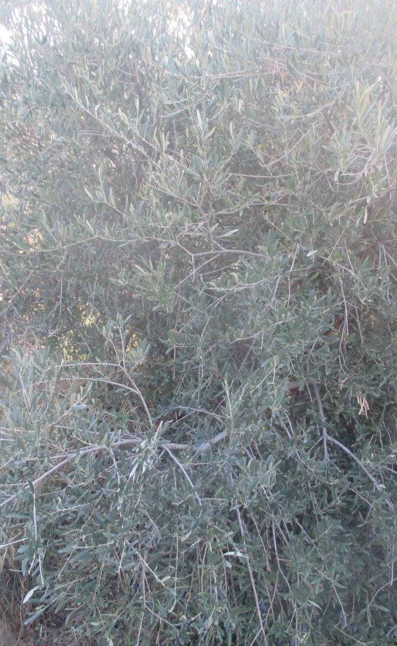 Αγριελιά Επιστημονική ονομασία :olea oleaster. Περιγραφή: Είναι δέντρο αειθαλές έχει φύλλα λογχοειδή,δερματώδη και σκουροπράσινα. Η αγριελιά έχει 150-1000 χρόνια ζωής.