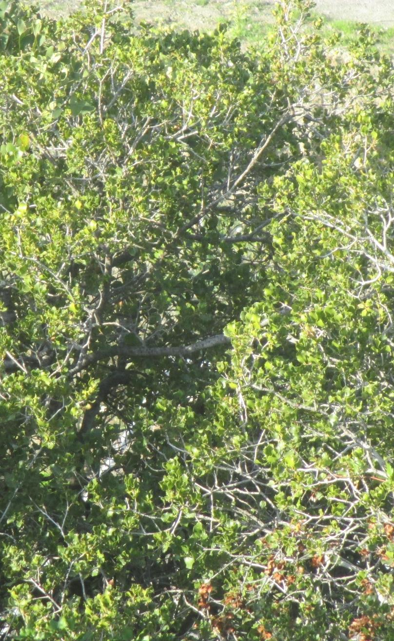 Περνιά Επιστημονική ονομασία: Quercus coccifera Περιγραφή: Το χρώμα των φύλλων του είναι ανοιχτό πράσινο και ο καρπός του είναι πράσινος ή ασημί (βελανίδι).
