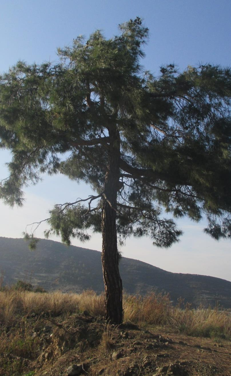 Πεύκο Επιστημονική ονομασία: Pinus Περιγραφή: Αειθαλή δεντρα με χοντρό και φολιδωτό κορμό και ύψος από 15μ. 80μ. Μπορούν να ζήσουν για πολλά χρόνια.