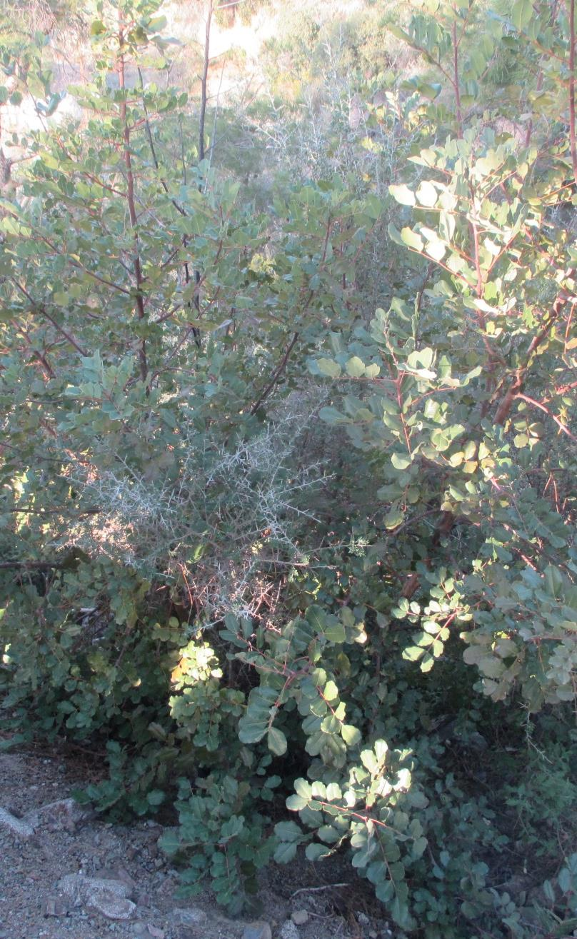 Χαρουπιά Επιστημονική ονομασία: Ceratonia siliqua Περιγραφή: Έχει φλοιό καστανό. Επίσης έχει σκληρά ωοειδή φύλλα και πυκνό φύλλωμα.