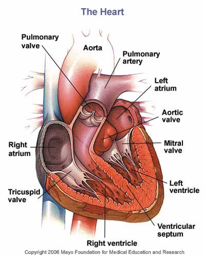 Anatomia aparatului cariovascular Inima Inima este organul motrice al aparatului cardiovascular, fiind situata in mediastin, in forma unei piramide triunghiulare, cu fata inferioara pe diafragma.