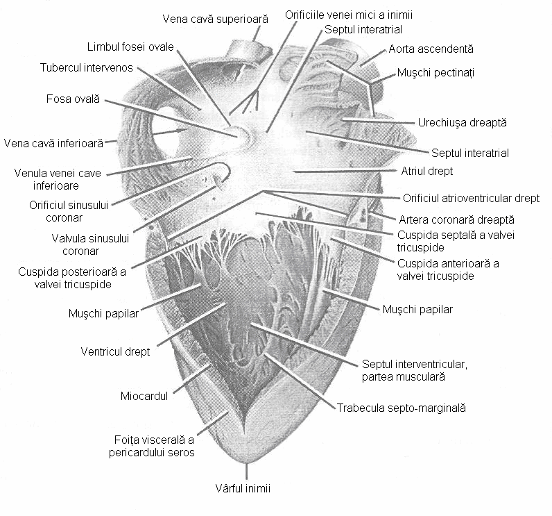 Cele doua ventricule sunt separate prin septul interventricular care este in parte membranos in partea superioara, dar in cea mai mare parte musculos, in partea inferioara.