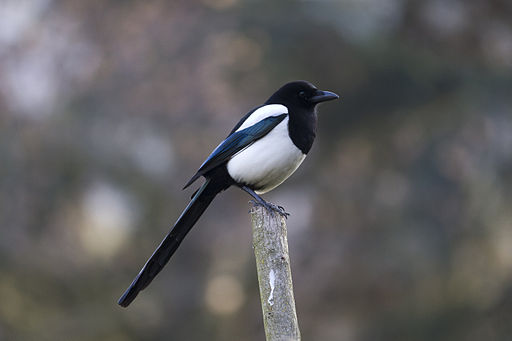 Έχει μήκος 40 51 εκατοστά και άνοιγμα φτερούγων 52 62 εκατοστά. Ο λαιμός, το κεφάλι και το στήθος είναι μαύρα με μεταλλικό μπλε και μοβ.