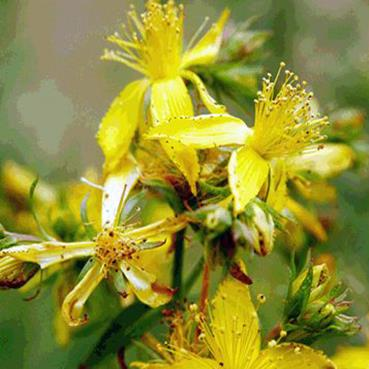 Βαλσαμόχορτο hypericum perforatum Σπαθόχορτο ST JOHN'S WORT Το Βαλσαμόχορτο έχει πολλές ονομασίες Βάλσαμο, λειχηνόχορτο, σπαθόχορτο, περίκη, βότανο Αγίου Ιωάννου Προδρόμου, υπερικό, βότανο που