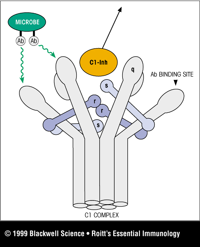 C1q,r,s