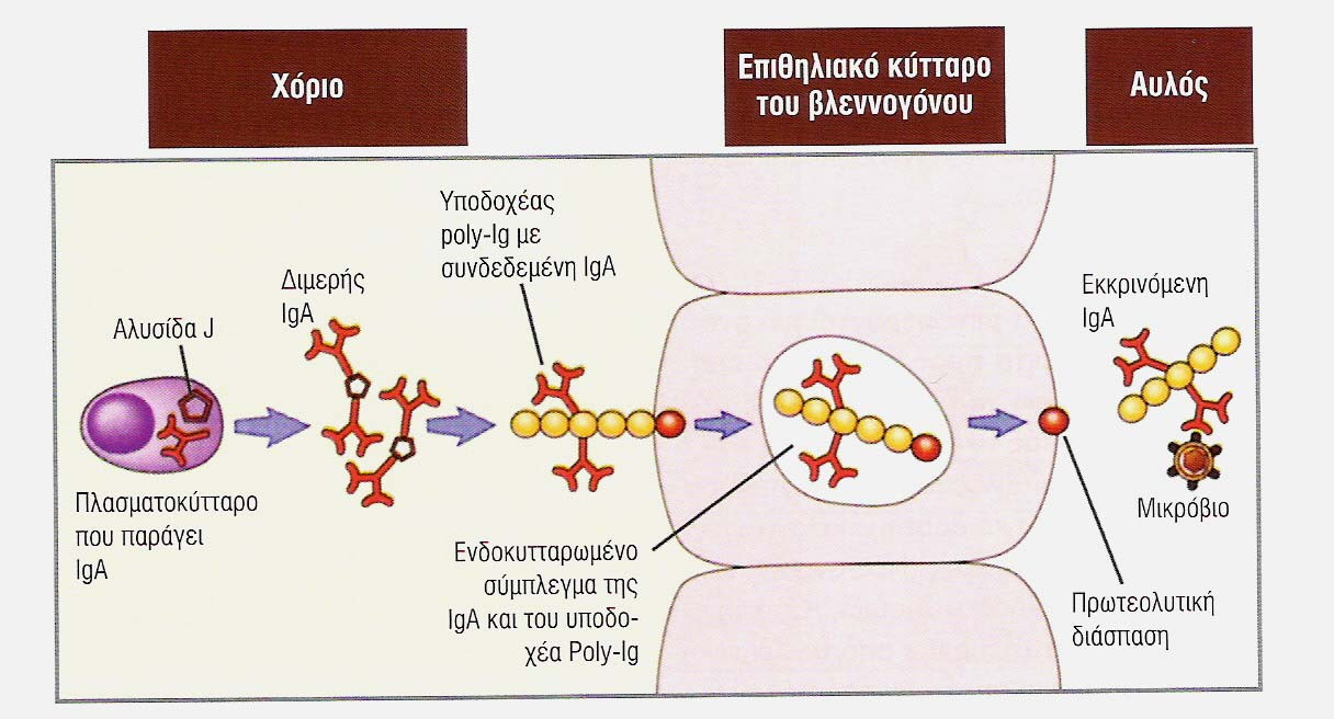 Βλεννογονική ανοσία.