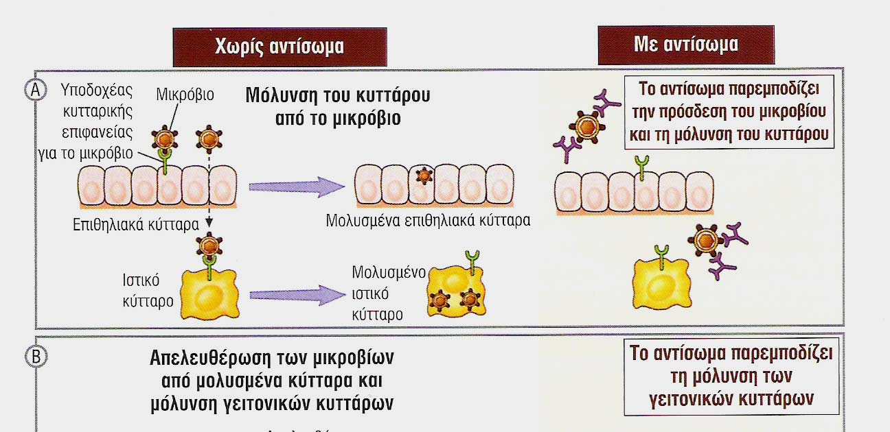 Εξουδετέρωση