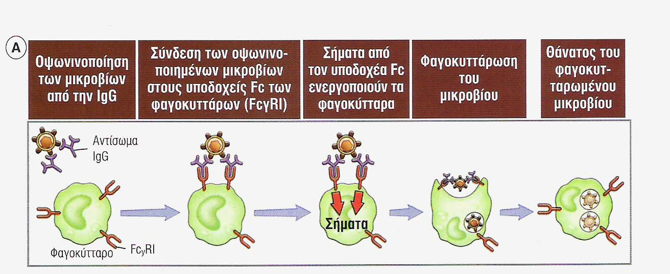 Οψωνινοποίηση και φαγοκυττάρωση των µικροοργανισµών Ρόλος του Fc προσδεµένου αντισώµατος Ο FcγRI περιέχει µια σηµατοδοτική