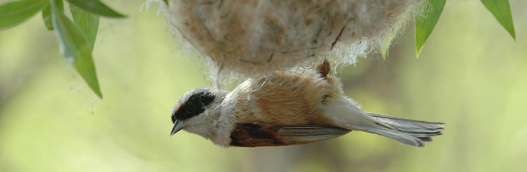 Τάξη: Passeriformes (Στρουθιόµορφα) Οικογένεια: Remizidae (Σακουλοπαπαδίτσες) Είδος: Remiz pendulinus (Σακουλοπαπαδίτσα) Γνωρίσµατα: Μικρό σε µέγεθος (11εκ.