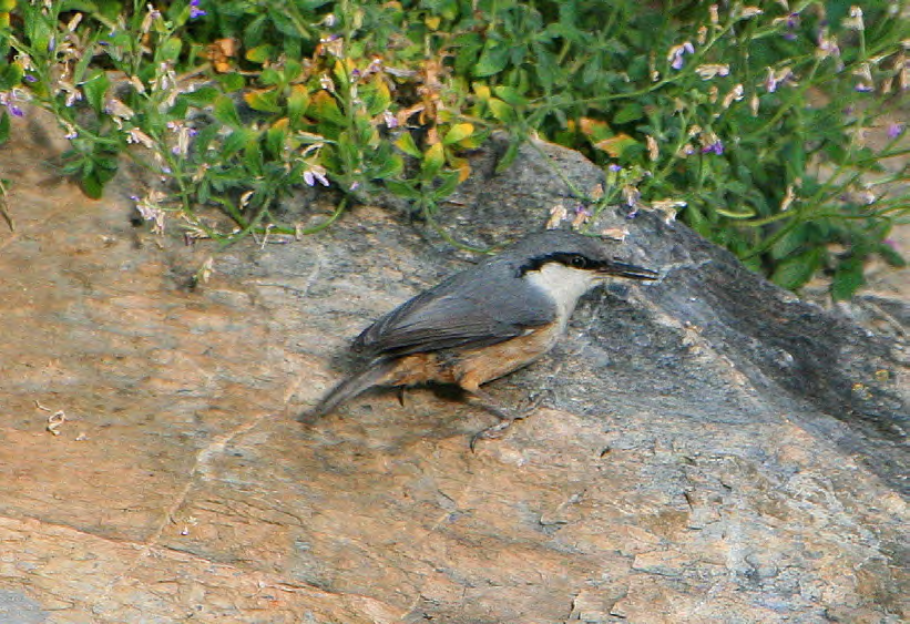 Τάξη: Passeriformes (Στρουθιόµορφα) Οικογένεια: Sittidae (Σίττες) Είδος: Sitta neumayer (Βραχοτσοµπανάκος) Γνωρίσµατα: Μικρό πουλί µε µέγεθος 14-15εκ.