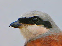 Τάξη: Passeriformes (Στρουθιόµορφα) Οικογένεια: Laniidae (Κεφαλάδες) Είδος: Lanius collurio (Αετοµάχος) Γνωρίσµατα: Το µέγεθος του Αετοµάχου είναι 16-18εκ.