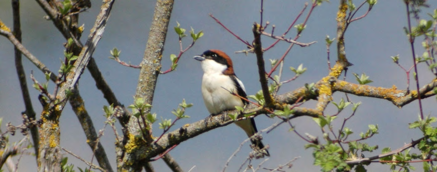 Τάξη: Passeriformes (Στρουθιόµορφα) Οικογένεια: Laniidae (Κεφαλάδες) Είδος: Lanius senator (Κοκκινοκεφαλάς) Γνωρίσµατα: Έχει το ίδιο περίπου µέγεθος (18εκ.