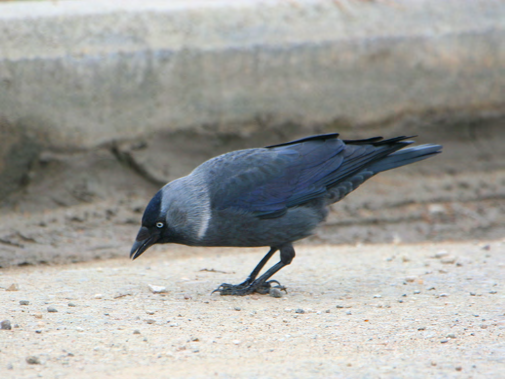 Τάξη: Passeriformes (Στρουθιόµορφα) Οικογένεια: Corvidae (Κόρακες) Είδος: Corvus monedula (Κάργια) Γνωρίσµατα: Με µέγεθος 34εκ.