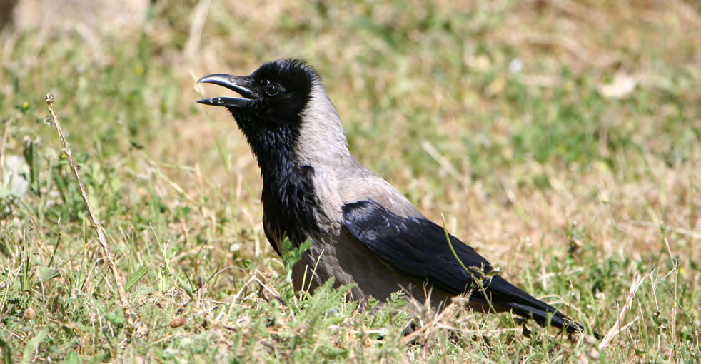Τάξη: Passeriformes (Στρουθιόµορφα) Οικογένεια: Corvidae (Κόρακες) Είδος: Corvus corone cornix (Σταχτοκουρούνα, Κουρούνα) Γνωρίσµατα: Έχει µέγεθος (44-51εκ.