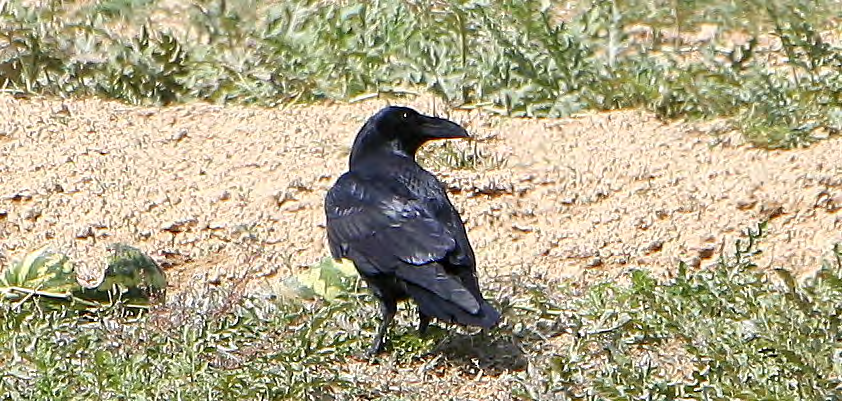 Τάξη: Passeriformes (Στρουθιόµορφα) Οικογένεια: Corvidae (Κόρακες) Είδος: Corvus corax (Κόρακας) Γνωρίσµατα: Είναι το µεγαλύτερο σε µέγεθος (54-67εκ.) Κοράκι.