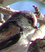 Το κάτω µέρος του φτερώµατος έχει πιο ανοιχτό χρωµατισµό (Φωτογραφία 320). Συγκεκριµένα έχει λευκό στήθος, καστανοκόκκινη κοιλιά και πλευρά.