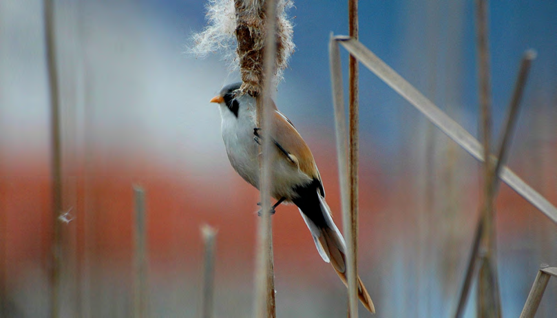 Τάξη: Passeriformes (Στρουθιόµορφα) Οικογένεια: Timaliidae (Τιµαλιίδες) Είδος: Panurus biarmicus (Μουστακαλής) Γνωρίσµατα: Μικρό σε µέγεθος πουλί (16,5εκ.