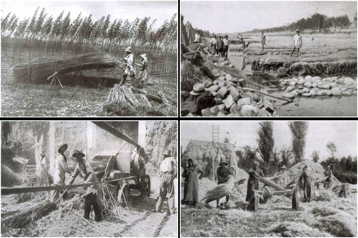 Εικόνεσ από τθν καλλιζργεια τθσ κλωςτικισ κάνναβθσ ςτισ αρχζσ