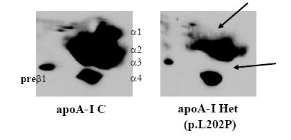 SAA/HDL-c SAA/HDL-c (RLU) Συγκέντρωση PAF (μg/dl) PAF concentration (μg/dl) οδήγησε στην αύξηση του σήματος φθορισμού κατά 39% (p=0.043) και 41% (p=0.029), αντίστοιχα, Α. 8 Β.