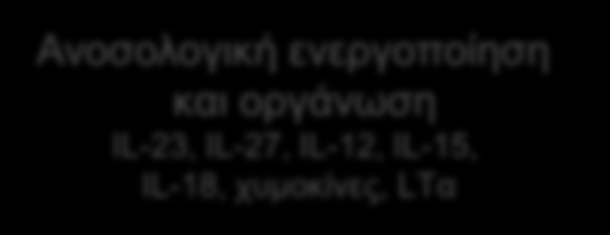 IFNα/β, IL-15, TNF IL-17 IFNγ IL-4 IL-10 Σ θύηηαξν Αλνζνινγηθή