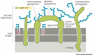Ο(γλυκοκάλυκας(του(ευκαρυωτικού(κυττάρου( διαμεμβρανική! γλυκοπρωτεΐνη! μονάδα!σακχάρου! προσκολλημένη! γλυκοπρωτεΐνη! διαμεμβρανική! πρωτεογλυκάνη!