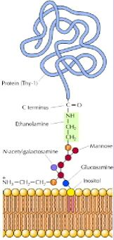 Γλυκοζυλίωση(των(πρωτεϊνών(και(σύνδεση( με(μεμβρανικά(γλυκολιπίδια( γλυκόζη! μαννόζη!