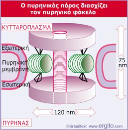 πόρου!διατρέχει!