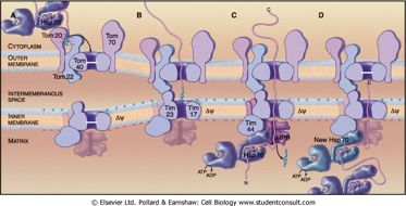 ΣυνοδοίWπρωτεΐνες(βοηθούν(στη(μεταφορά( και(στην(επαναδιάταξη(των(μιτοχονδριακών( πρωτεϊνών( Κυτταροπλασματική! συνοδός!