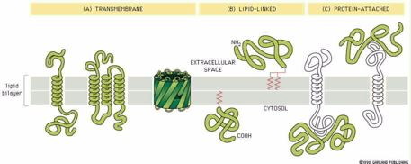 Τρόποι(σύνδεσης(πρωτεϊνών(με(μεμβράνες( Διαμεμβρανικές!! Προσδεδεμένες!! με!λιπίδια!