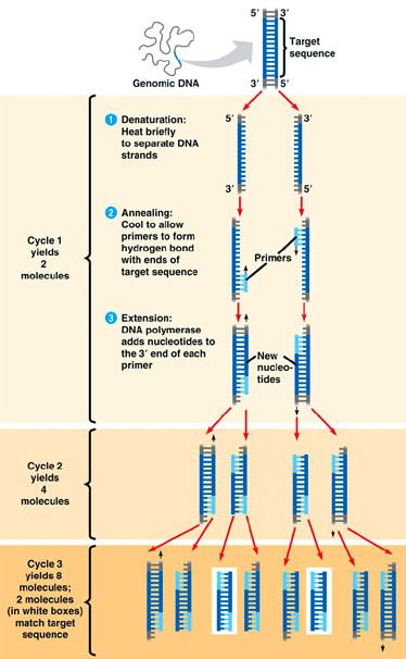 Σκοπός της αντίδρασης PCR (Polymerase Chain