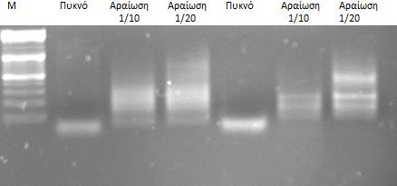 Παράδειγμα ανάλυσης των προϊόντων PCR μετά από 5 -RACE.
