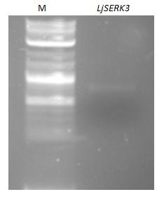 Δείγμα 1 Δείγμα 2 Μετά το στάδιο της PCR μπορεί να γίνει απομόνωση ζώνης