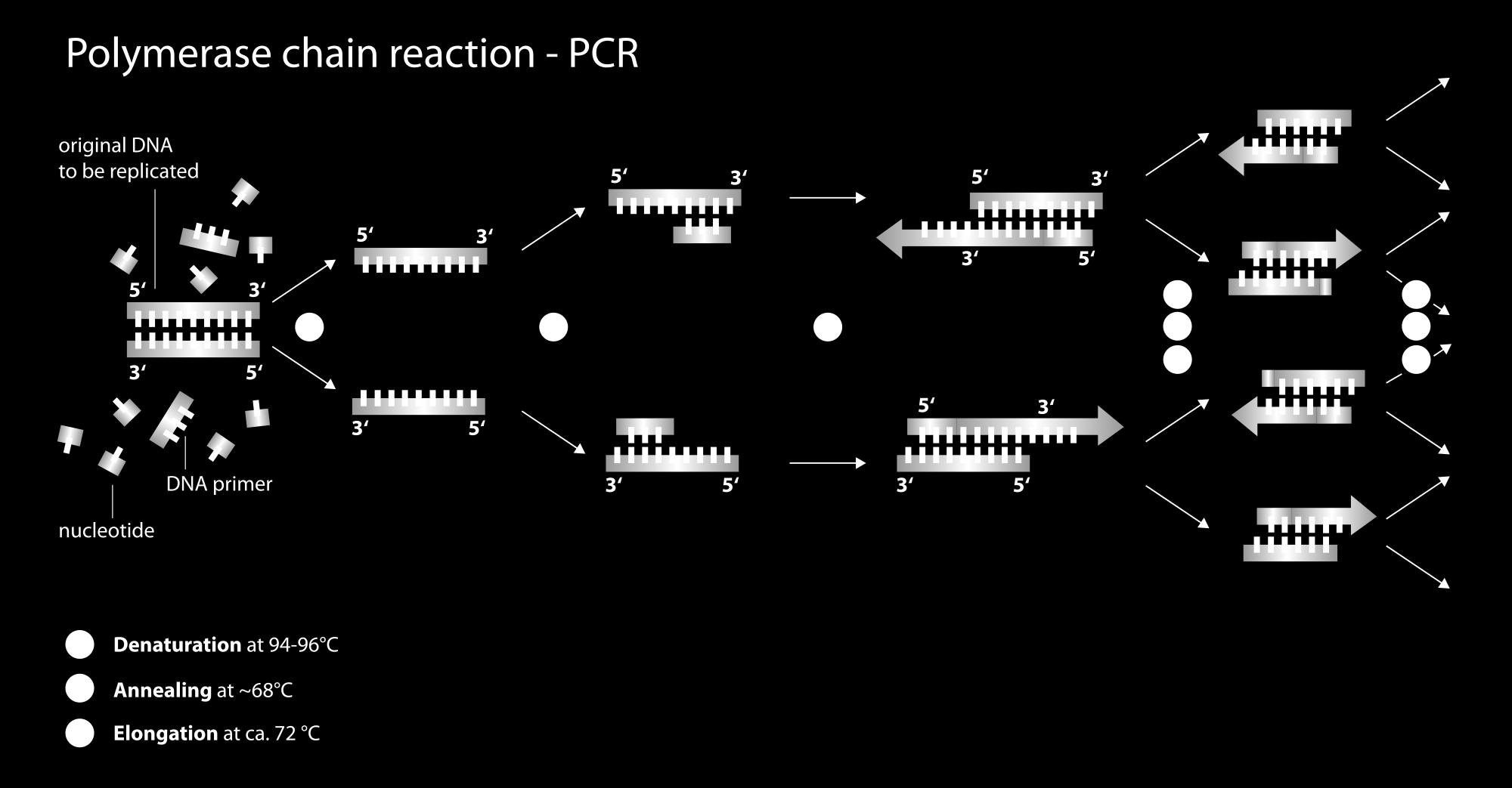 Παγκόσμιοι εκκινητές για την ενίσχυση του μιτοχονδριακού DNA - PCR Εικόνα 2: PCR, by Enzoklop, http://commons.wikimedia.