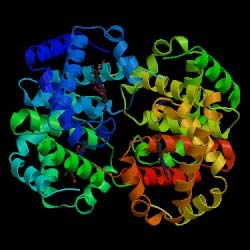 Αιμογλοβίνη: Πρωτεΐνη που αποτελείται από τέσσερις πολυπεπτιδικές αλυσίδες (δύο άλφα και δύο βήτα) Σχεδόν πανομοιότυπη σε γορίλα, χιμπατζή και άνθρωπο Όσο απομακρυνόμαστε από Primates, η ομοιότητα