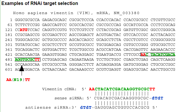 sequence motif AA(N 19 )TT or NA(N 21 ), or NAR(N 17 )YNN, where N is any nucleotide,
