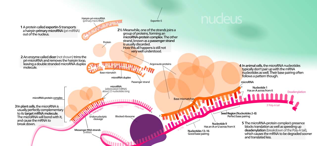 micro RNA (mirna) and post transcriptional regulation of gene expression μικρά μόρια non coding RNA (about 22 nucleotides) βρίσκονται σε κύτταρα φυτών,