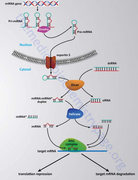 Μία εξωγενής/ενδογενής διπλή αλυσίδα (dsrna) ή ένα ενδογενές προ mirna Το ένζυμο dicer τεμαχίζει τη διπλή αλυσίδα του RNA (dsrna ή pre mirna) Δημιουργεί θραύσματα small interfering RNA ή microrna.
