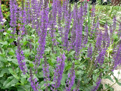 Σάλβια Διωνυμική ονοματολογία: Σάλβια (Salvia uliginosa) Είδος: Πόα Οικογένεια: Χειλανθή (Lamiaceae) Η Σάλβια είναι φυτό με μεγάλη, αρωματική ανθοφορία, με φουντωτά όρθια μπλε λουλούδια, που