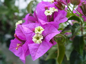 Ο κισσός είναι γένος φυτών της οικογένειας Αραλιίδες.