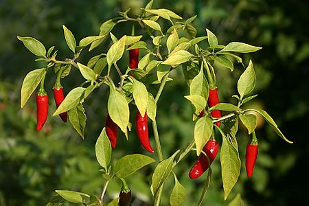 Πιπεριά Διωνυμική ονοματολογία: Πιπεριά (Capsicum annum) Είδος: Αγγειόσπερμο ποώδες και θαμνώδες φυτό Οικογένεια: Στρυχνοειδή (Solanaceae) Η πιπεριά είναι αγγειόσπερμο, δικότυλο, ποώδες και θαμνώδες