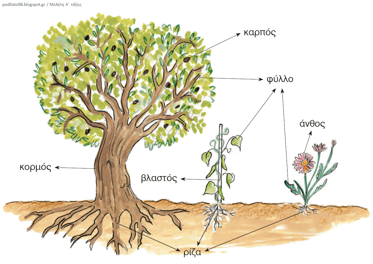 Οι αναρριχώμενοι βλαστοί, που αναπτύσσονται σε ύψος, καθώς το φυτό "αναρριχάται" σε κάποιο άλλο σώμα, όπως για παράδειγμα σε κορμό άλλου δέντρου, σε τοίχο ή σε στήριγμα στο έδαφος.