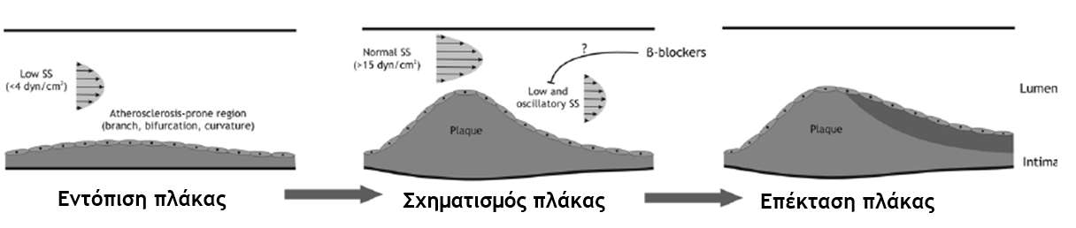 τη μετανάστευση των αθηρογόνων σωματιδίων εντός της στιβάδας, με αποτέλεσμα το σχηματισμό ενός στρώματος επικαθίσεων.