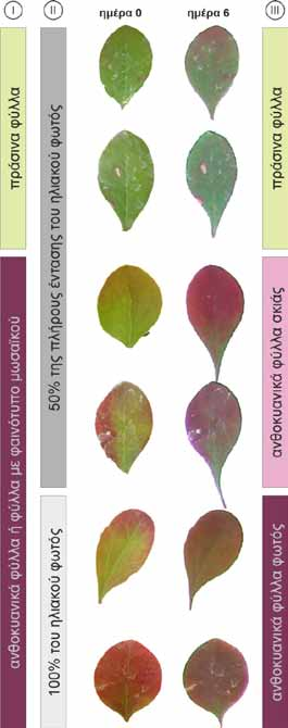 Αποτελέσματα Εικόνα 15. Απεικόνιση της συσσώρευσης ανθοκυανινών σε φύλλα του φυτού Berberis cretica εγκλιματισμένων στο πλήρες αλλά και στο ήμισυ του ηλιακού φωτός, ύστερα από την πάροδο 6 ημερών. ΙV.