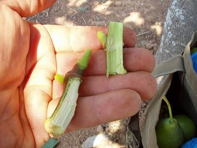 Εικόνα 24 Εξαγωγή εμβολίου (μάτι) από εμβολιοφόρο βλαστό 10 Εγκατάσταση συκεώνα Κατά την εγκατάσταση του συκεώνα, θα πρέπει το έδαφος να είναι στο ρώγο του, δηλαδή να μην έχει πολλή υγρασία, αλλά