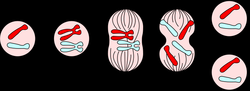 διπλοειδή κύτταρα